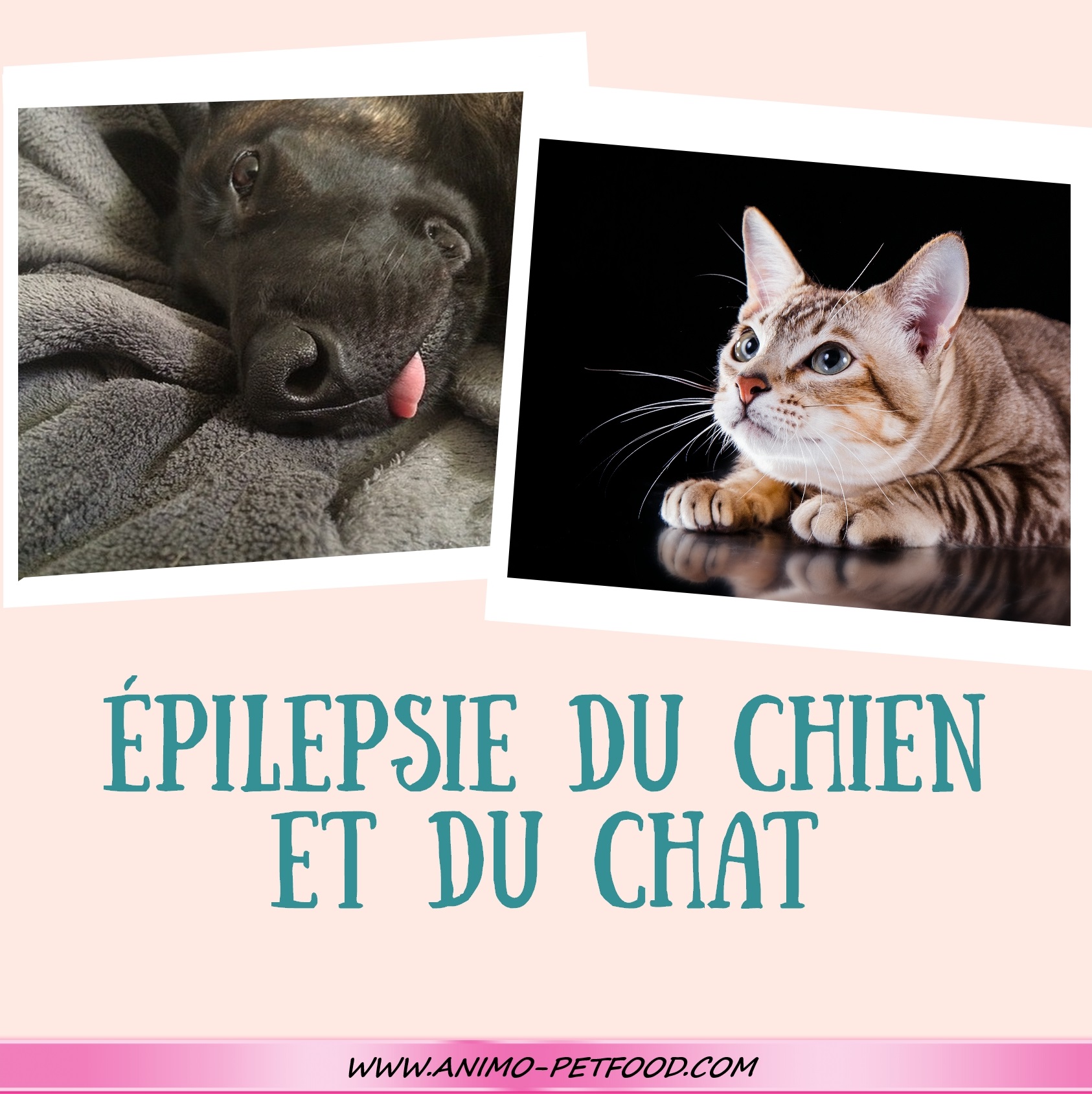 Les convulsions chez le chien et le chat